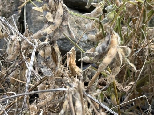 곰팡이병 피해 입은 콩