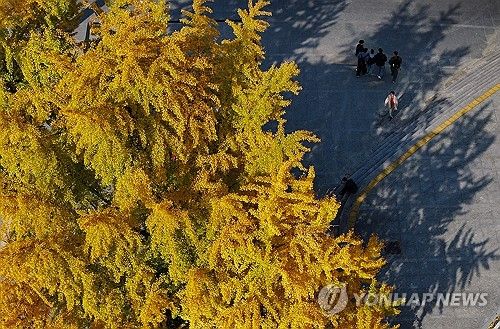 첫눈 기다리는 단풍