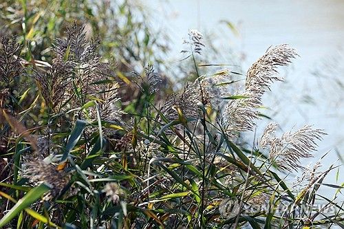 찬 바람에 흩날리는 갈대