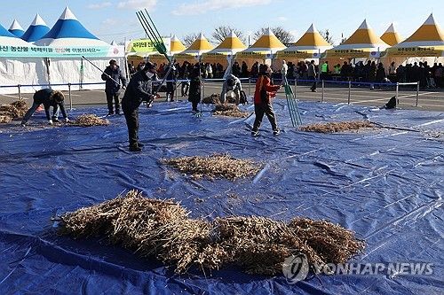 '콩 타작 체험' 파주 장단콩 축제