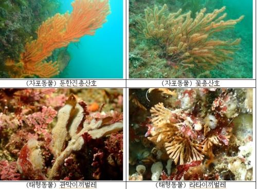 새롭게 확인된 무척추동물