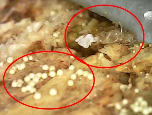 현미경으로 관측한 혹파리 탈피 추정 흔적(오른쪽)과 곰팡이