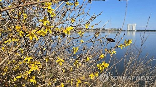 지금 봄 아닌데…겨울에 활짝 핀 개나리
