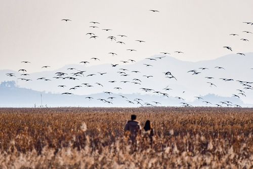 갈대숲 위를 나르는 흑두루미