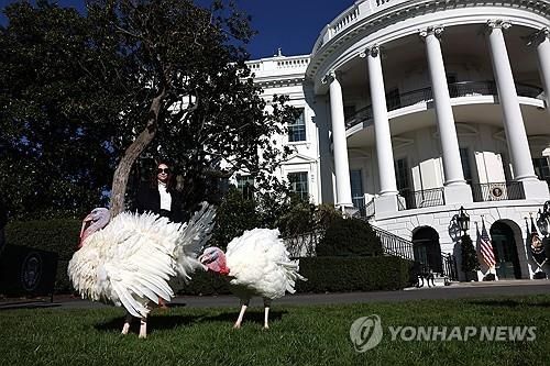 백악관 추수감사절 행사에서 '사면'된 칠면조