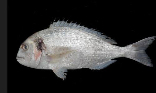 미기록종 도미류 어류