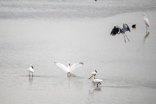 노랑부리저어새
