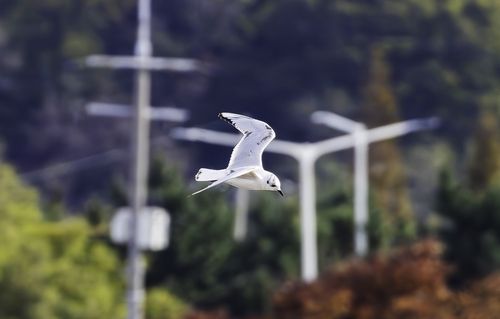 검은머리갈매기