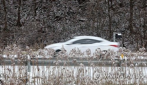 갈대 위에 활짝 핀 눈꽃