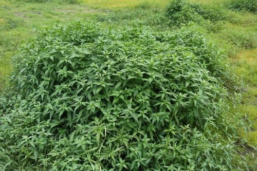 여뀌바늘. [국가생물종지식정보시스템 갈무리. 재판매 및 DB 금지]