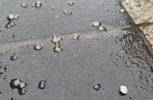 철원서 내린 우박