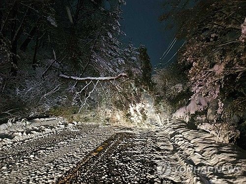 눈 무게 못 이기고 꺾인 나무