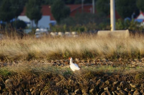 거제 산촌 습지 인근서 발견된 창녕군 자연 방사 따오기