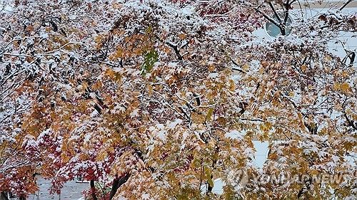 단풍잎에 쌓인 눈