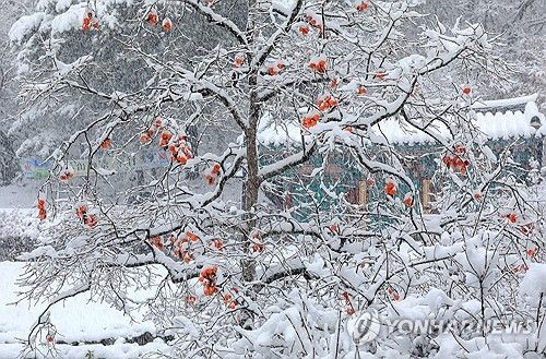 홍시 위에 내려앉은 흰 눈