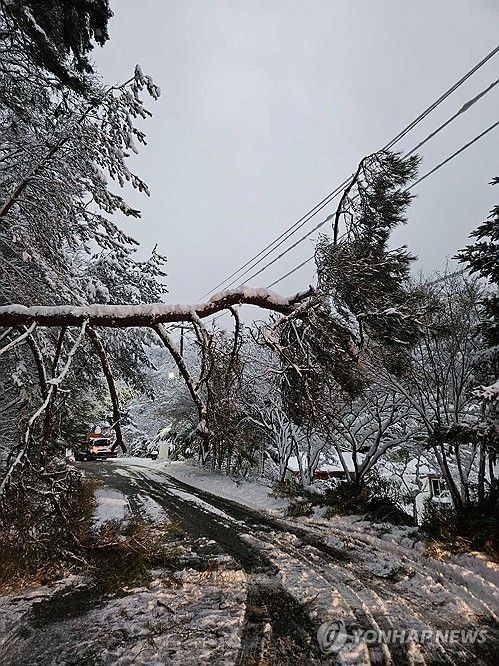 눈 무게 못 이기고 꺾인 나무