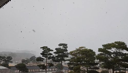 눈 내리는 경북도청 전경