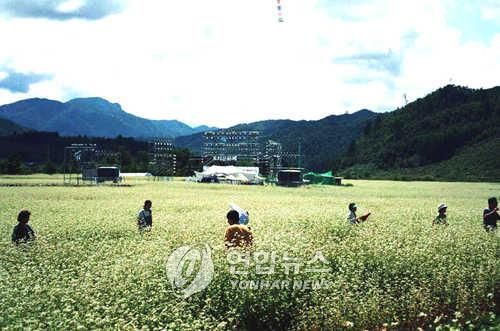 평창군 봉평 일대 메밀꽃 천지