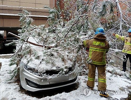 인천 계양구서 쓰러진 나무