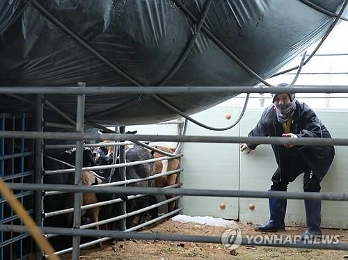 폭설에 무너진 염소농장 비닐하우스 