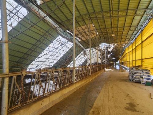 폭설에 무너진 축사 지붕