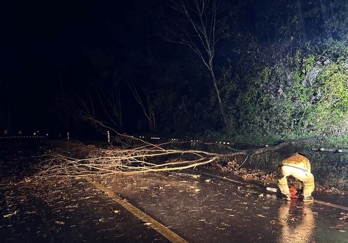 강풍에 쓰러진 나무