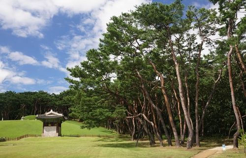 파주 장릉 소나무 숲