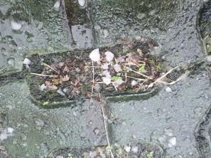 제주에 떨어진 싸락우박