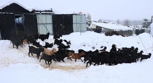 무너진 비닐하우스에서 이동하는 염소 떼