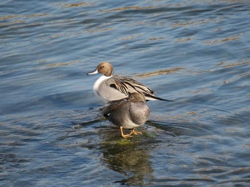 한강에 찾아온 겨울철새 고방오리