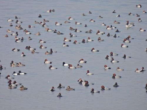한강에 찾아온 겨울철새 흰죽지 무리