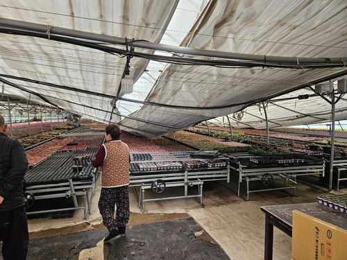 폭설로 무너진 이씨의 비닐하우스