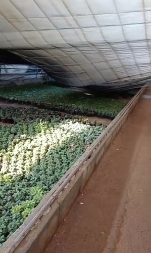 폭설로 무너진 김씨의 비닐하우스