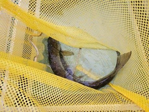 울산 태화강 연어 올해 첫 포획