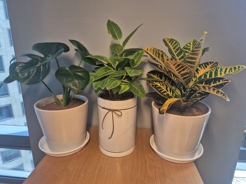 고립·은둔청년과 어르신들의 정서 치유를 위해 보급되는 반려식물