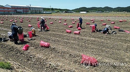 마늘 농가에서 일하는 외국인 계절근로자와 한국인 농민들