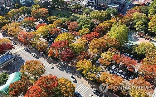 진하게 물든 부산시청 단풍