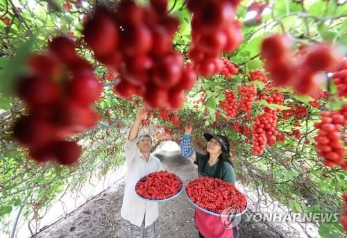 대표적인 약용식물인 오미자 수확 한창