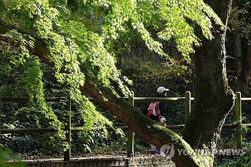 입동에도 초록 단풍나무