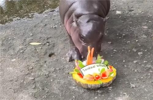 트럼프 이름 적힌 과일 먹는 무뎅