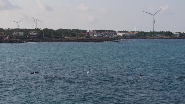 폐어구에 감긴 채 헤엄치는 제주 남방큰돌고래 