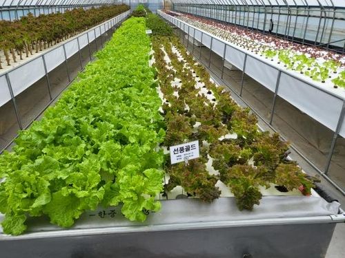 충남농기원, 고온에 강한 상추 개발 착수