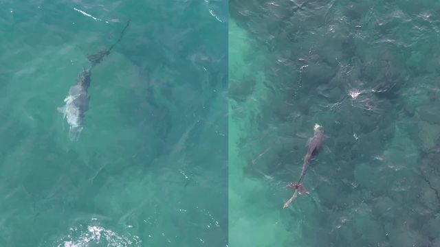 폐어구에 감긴 두 개체…종달이(왼쪽)와 행원리 남방큰돌고래 