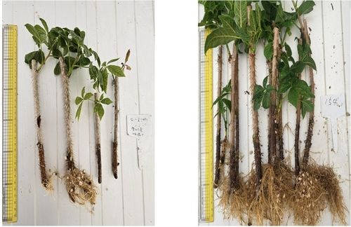 가시오갈피 움 저장 기술로 재배한 작물(우측)