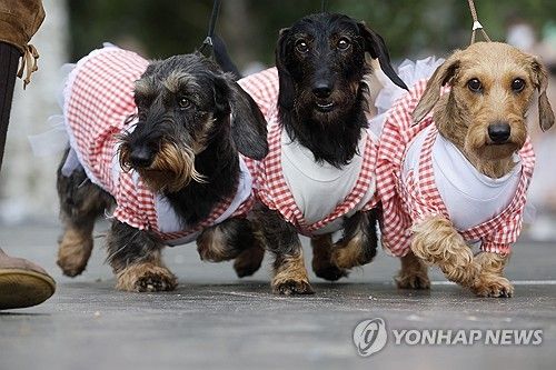 반려견(기사와 직접 관련 없음)