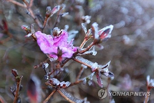 겨울옷 갈아입는 한라산, 상고대 활짝