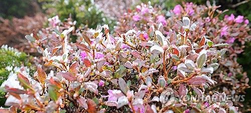 철없는 철쭉 위에 내려 앉은 상고대