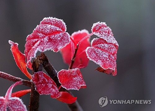서리옷 입은 가을 잎사귀