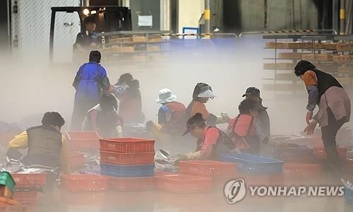 수산물을 정리하는 어민들. [연합뉴스 자료사진]
