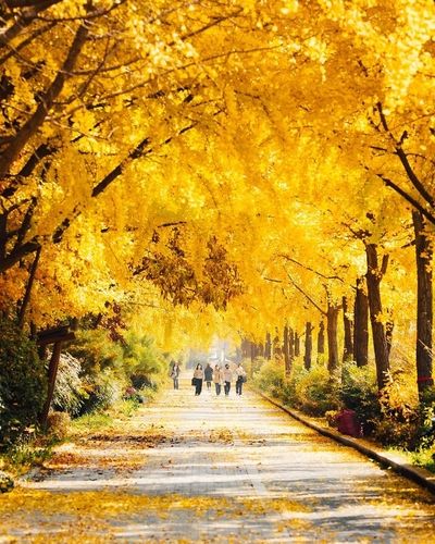 위례성길의 황금빛 은행나무